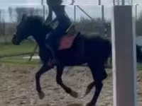 घोड़ा, Hungarian horse breed — फ़ोटो 8