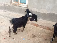 山羊（批次，未指定性别）, Goats — 照片 2