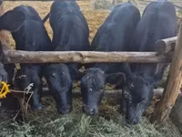 Krowa, Aberdeńsko-anguska — zdjęcie 3
