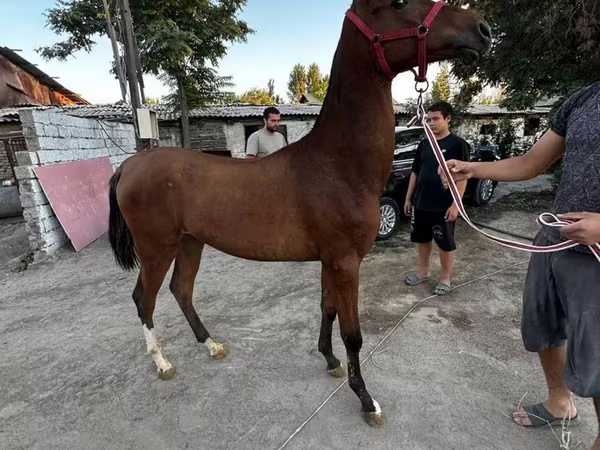 Horse (M), Akhal-Teke