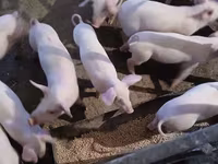 मादा सूअर, Дюрок — फ़ोटो 1