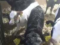 Bovins (lot, sexe non indiqué), Simmental cattle — photo 2
