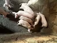 मादा सूअर, Датский ландрас — फ़ोटो 1