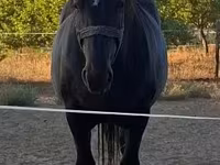 Mare, Horses — photo 3