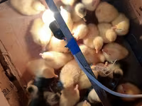 Geese — الصورة 1
