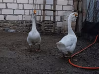 Geese — photo 4