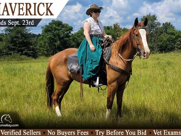 公马, Quarter Horse