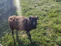 Oveja, Ouessant sheep — foto 4