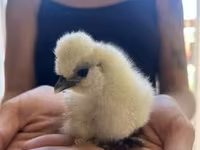 Silkie — zdjęcie 6