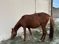 Horse (M), Karabakh horse — photo 2