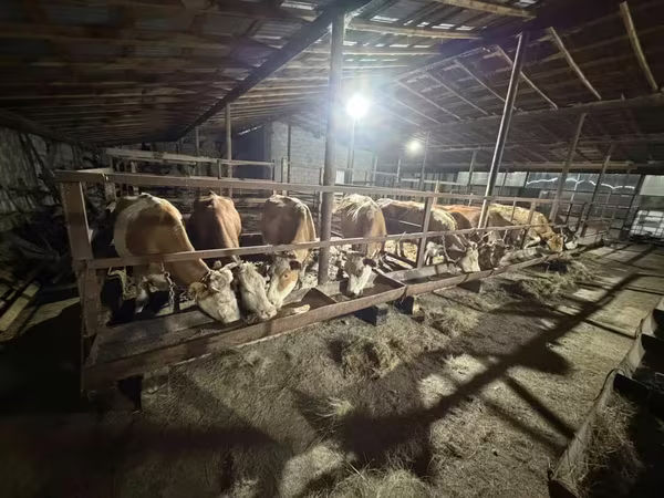 母牛, Cattle