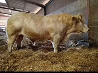 Taureau, Race de vache — photo 2