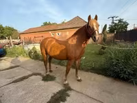 Mare, Haflinger — photo 1