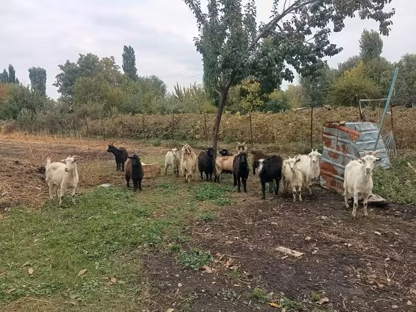 Dişi keçi, Alpine goat