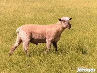 Widder, Shroshire sheep — Foto 3