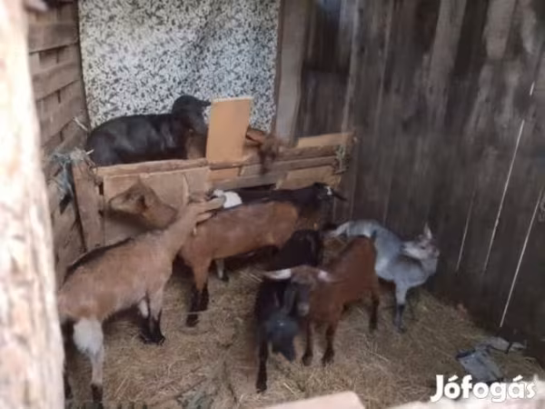 Boucs, Chèvres