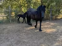 雌馬, Friesian — 写真 6