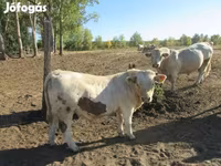 सांड, Charolais cattle — फ़ोटो 3