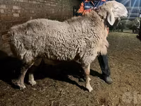 Ram, Sheep — photo 3