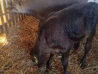 सांड, Simmental cattle — फ़ोटो 6