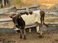 Krowa, Aberdeńsko-anguska — zdjęcie 2