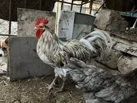 Australorp — Foto 3