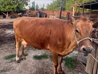 Vache, Race Alatauskaya — photo 1