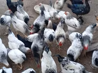 Chickens — फ़ोटो 4
