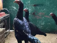 Shamo chickens — foto 4