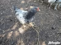 Chickens — foto 4