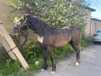 Cheval, Kustanai horse — photo 3