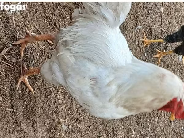 بليموث روك