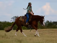Kůň, Quarter Horse — foto 7
