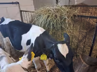雌牛, Russian Black pied cattle — 写真 4