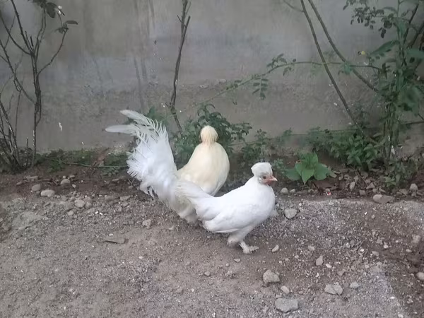 bantam japonais