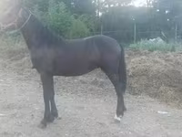 Koń, Friesian — zdjęcie 1