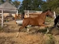 घोड़ा, Dutch warmblood horse — फ़ोटो 4