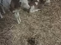 सांड, हंगेरियन ग्रे नस्ल — फ़ोटो 2