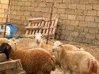 母羊, Apsheron sheep — 照片 6