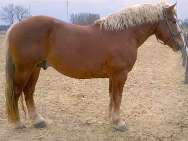 Cheval, Russian Heavy Draft