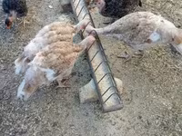Turkeys — 照片 4