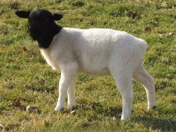 Schaf, Dorper sheep