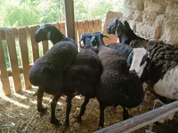 كبش, Rhon sheep — الصورة 5