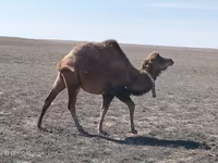 Kamel, Kazakh Bactrian camel — Foto 1