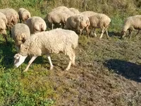 भेड़, Karabakh sheep — फ़ोटो 1