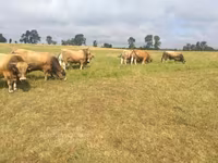 Toro, Aubrac cattle — foto 4