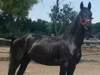 Stute, Friesian — Foto 4