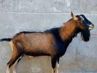 बकरी, Alpine goat — फ़ोटो 3