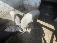 मादा सूअर, Мангалица — फ़ोटो 1