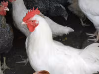 Chickens — 写真 3